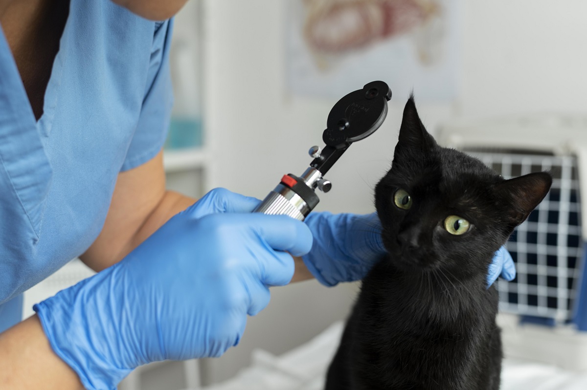 Gato em vaterinário Gato em vaterinário