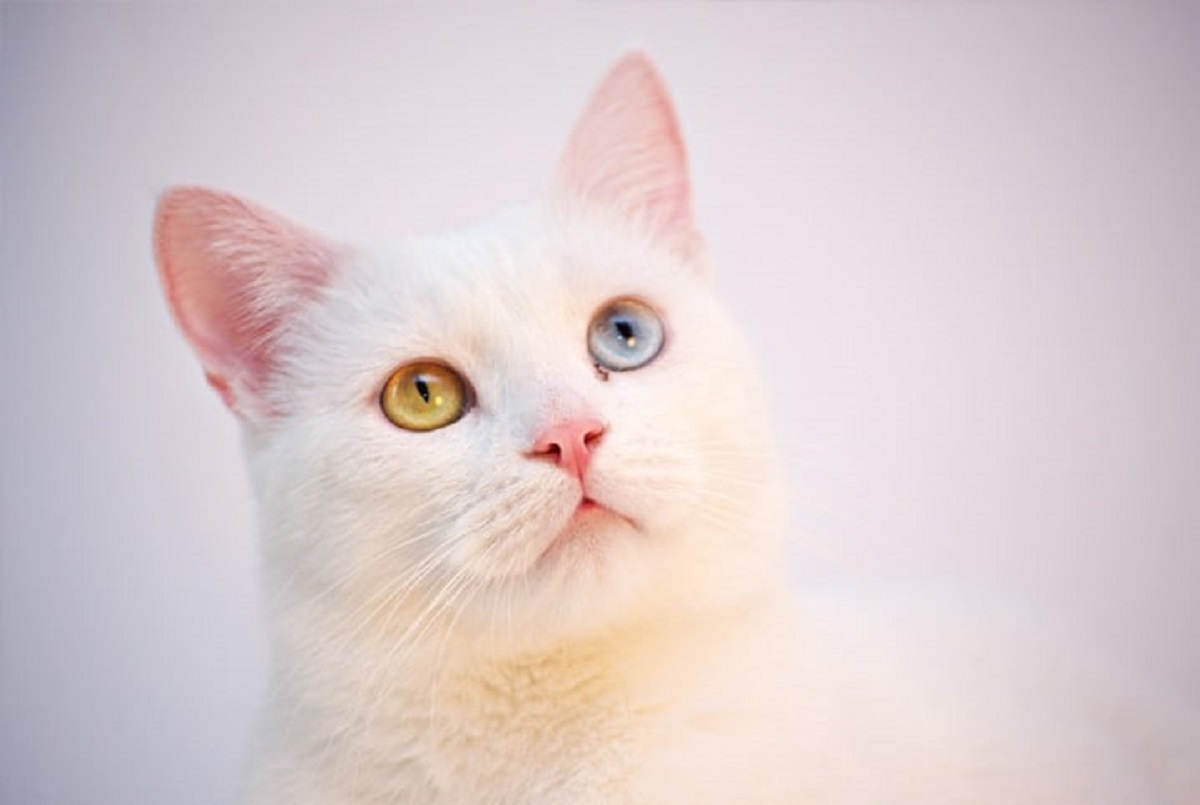 Gatos com olhos de cores diferentes: isso é normal? 1 Gatos com olhos de cores diferentes