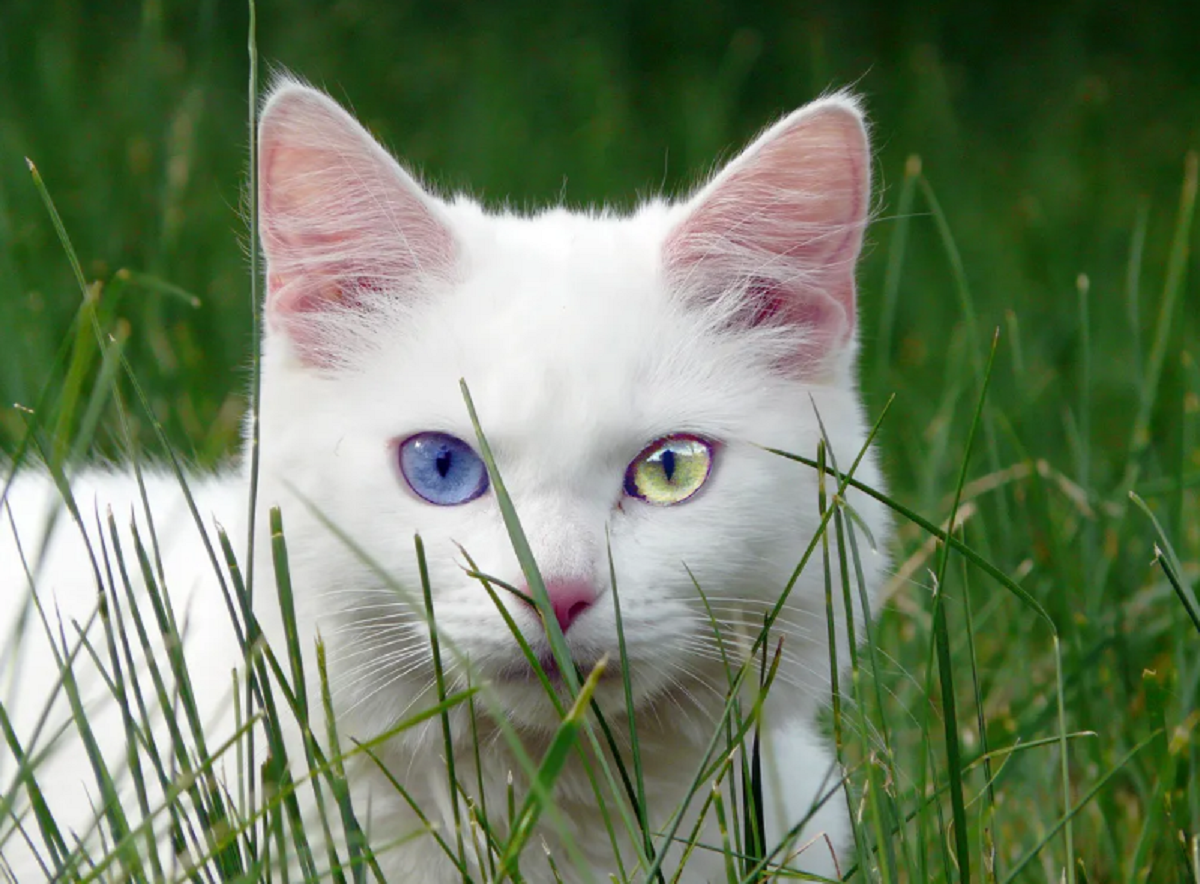 Gato branco com um olho azul e outro amarelo Gato branco com um olho azul e outro amarelo