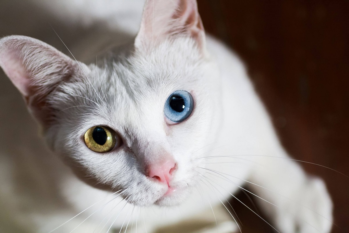 Gatos com olhos de cores diferentes, gato branco Gatos com olhos de cores diferentes, gato branco
